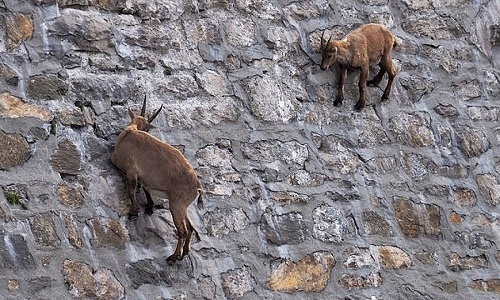 Đàn dê núi đứng trên vách dốc của đập để liếm muối - VnExpress